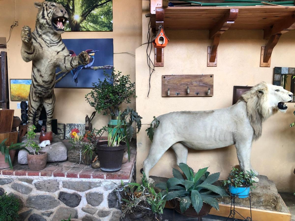 Hotel Quinta Angelica Мазамитла Экстерьер фото